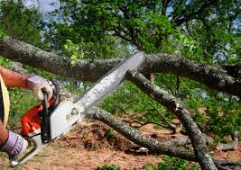 Best Tree Maintenance Programs  in Marianna, FL